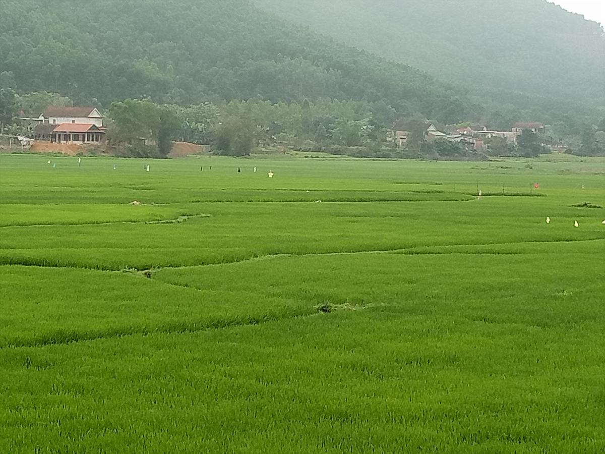 Phong Nha Rice Field Homestay Bagian luar foto