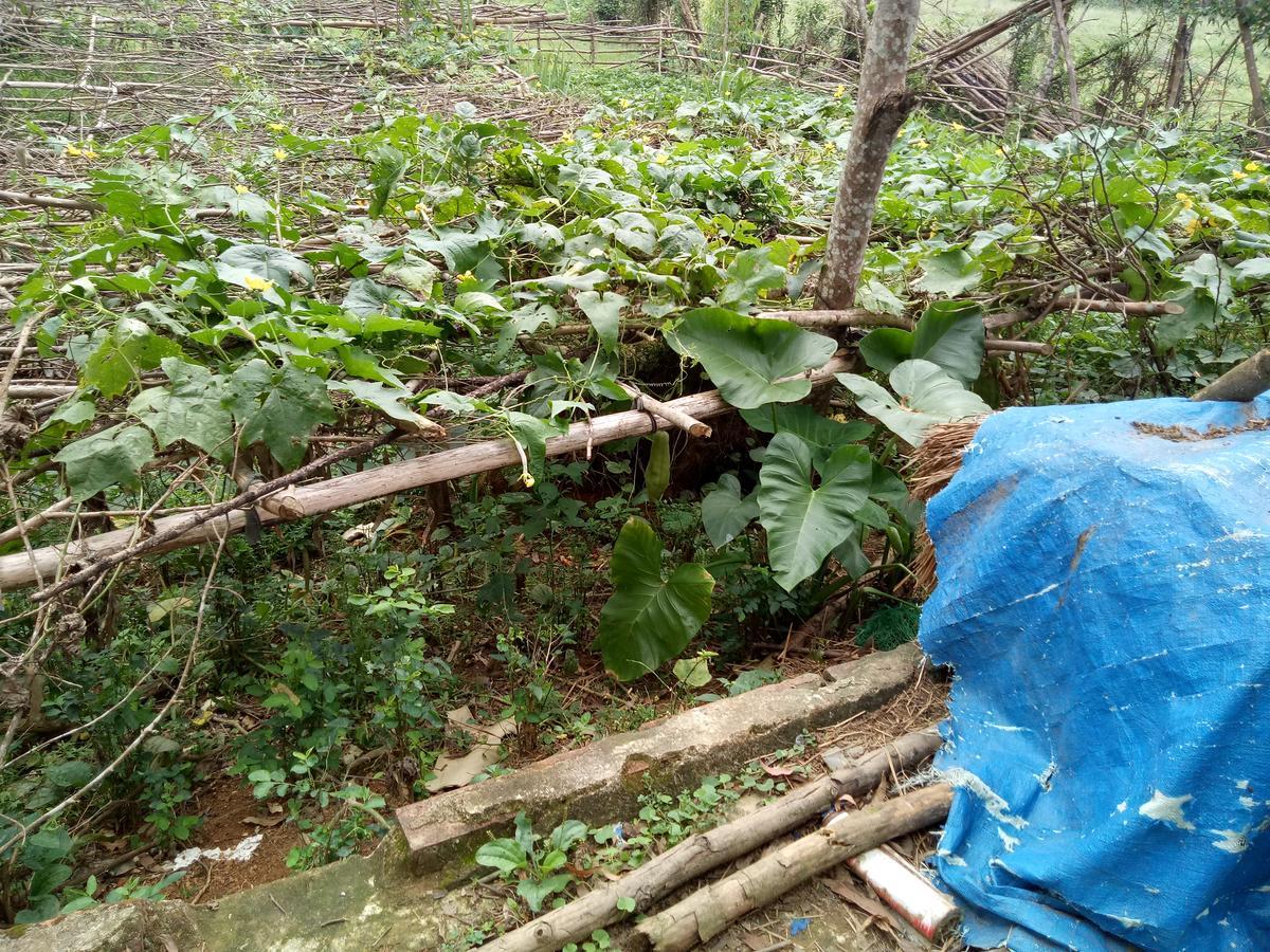 Phong Nha Rice Field Homestay Bagian luar foto