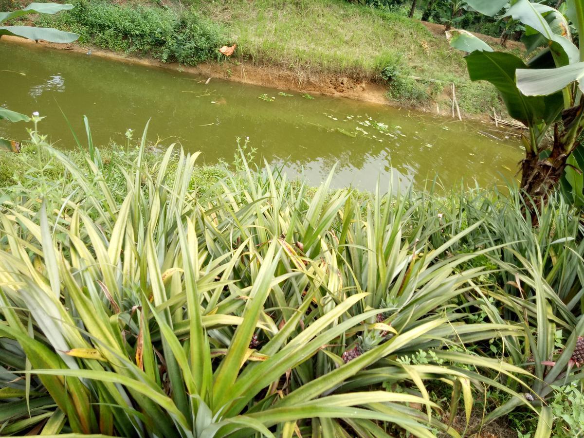 Phong Nha Rice Field Homestay Bagian luar foto