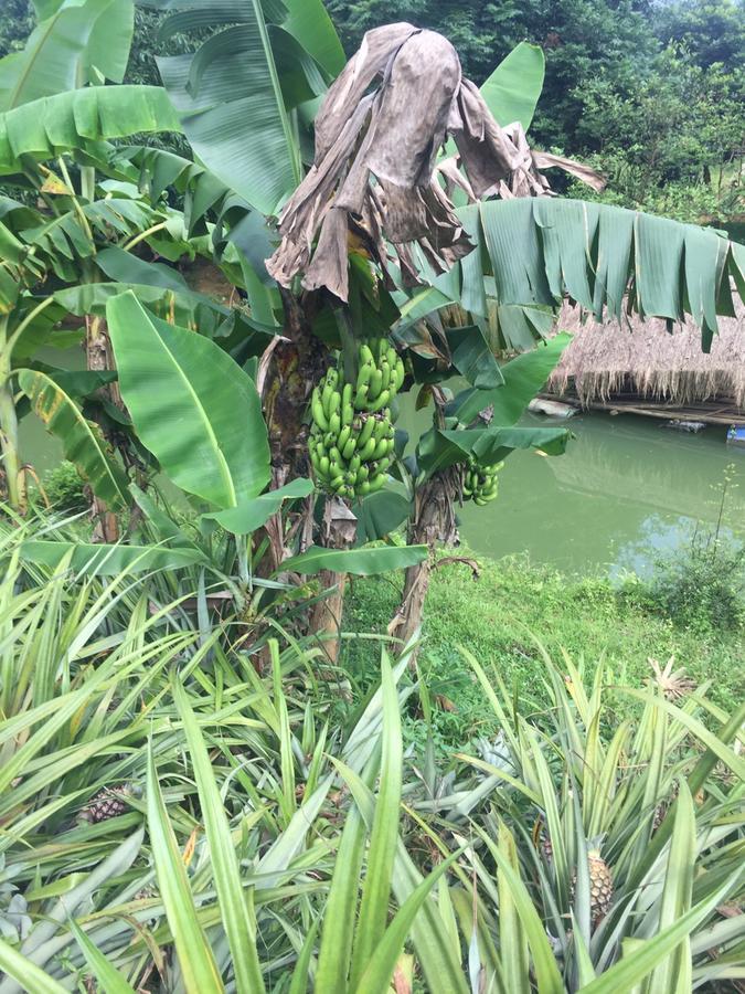 Phong Nha Rice Field Homestay Bagian luar foto