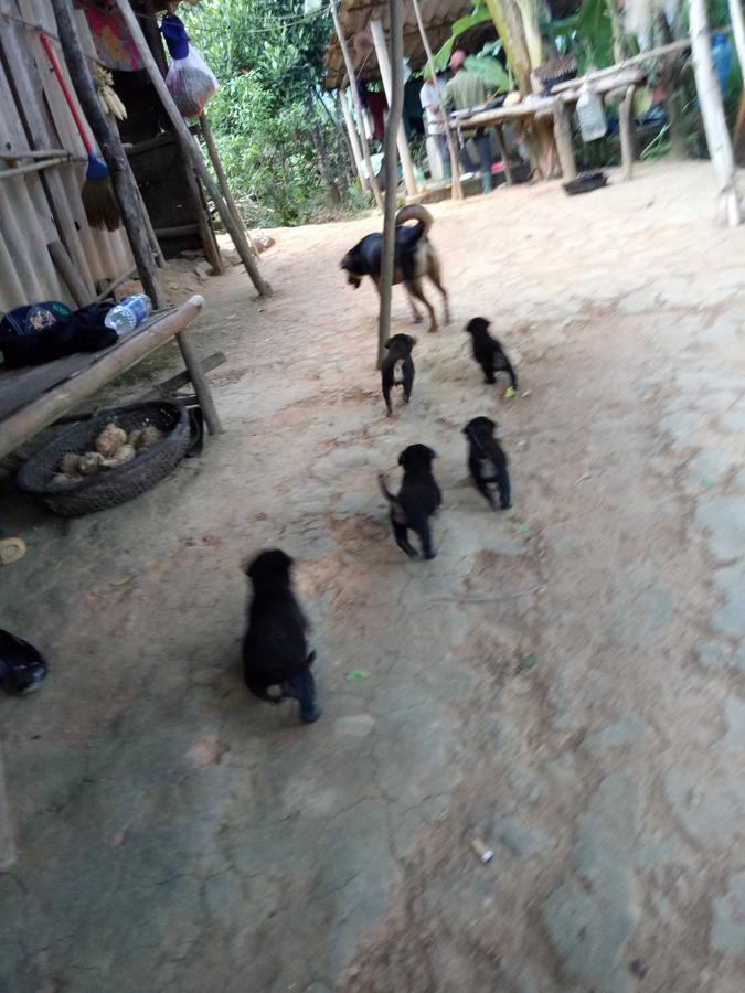 Phong Nha Rice Field Homestay Bagian luar foto